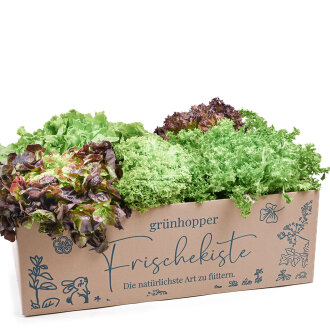 Frischekiste Salatbox 5 Stück