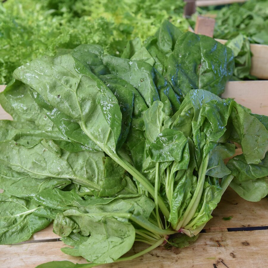 Frischekiste Spinat