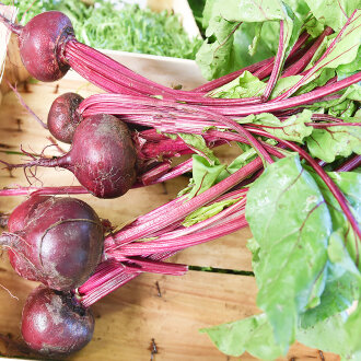 Frischekiste Rote Beete Bund 1 Stück