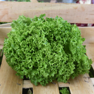 Frischekiste Lollo Salat