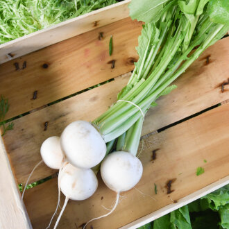 Frischekiste Bund Mairübchen