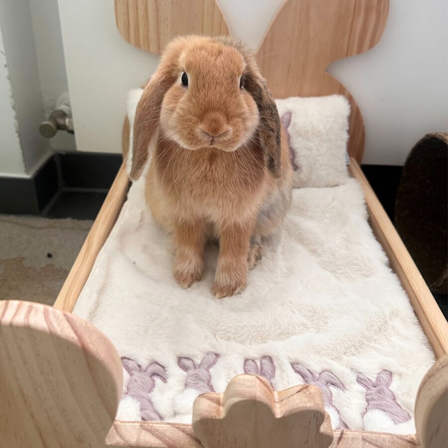 Hopplwerk bed Klopfer mit Bettwäsche Set