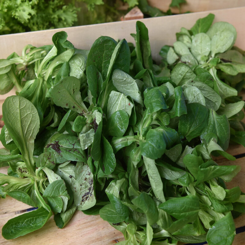 Frischekiste Feldsalat