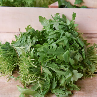 Frischekiste Rucola