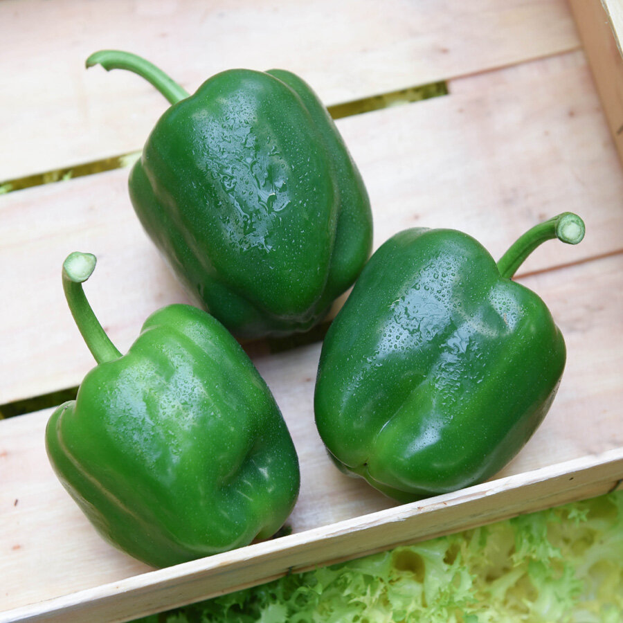 Frischekiste Paprika