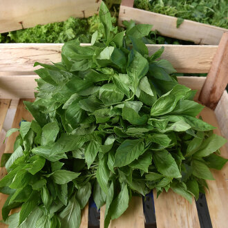 Frischekiste Basilikum 250 g