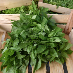Frischekiste Basilikum 250 g