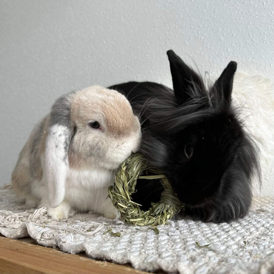 3 er Set Ringe aus Timothy Heu