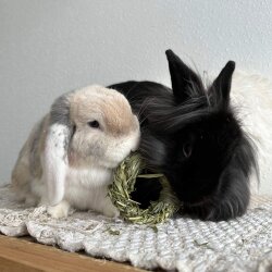 3 er Set Ringe aus Timothy Heu