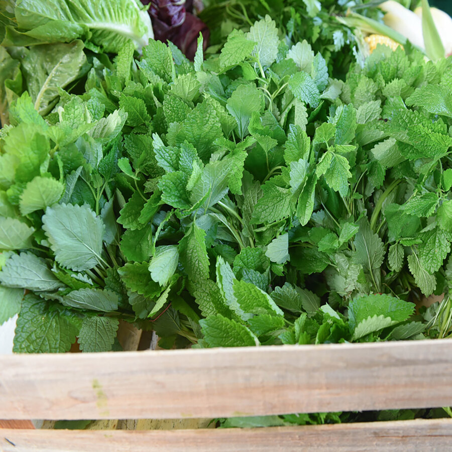 Frischekiste Melisse 200 g