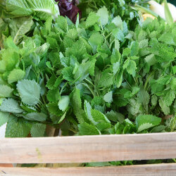 Frischekiste Melisse 200 g