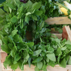 Frischekiste Melisse 200 g