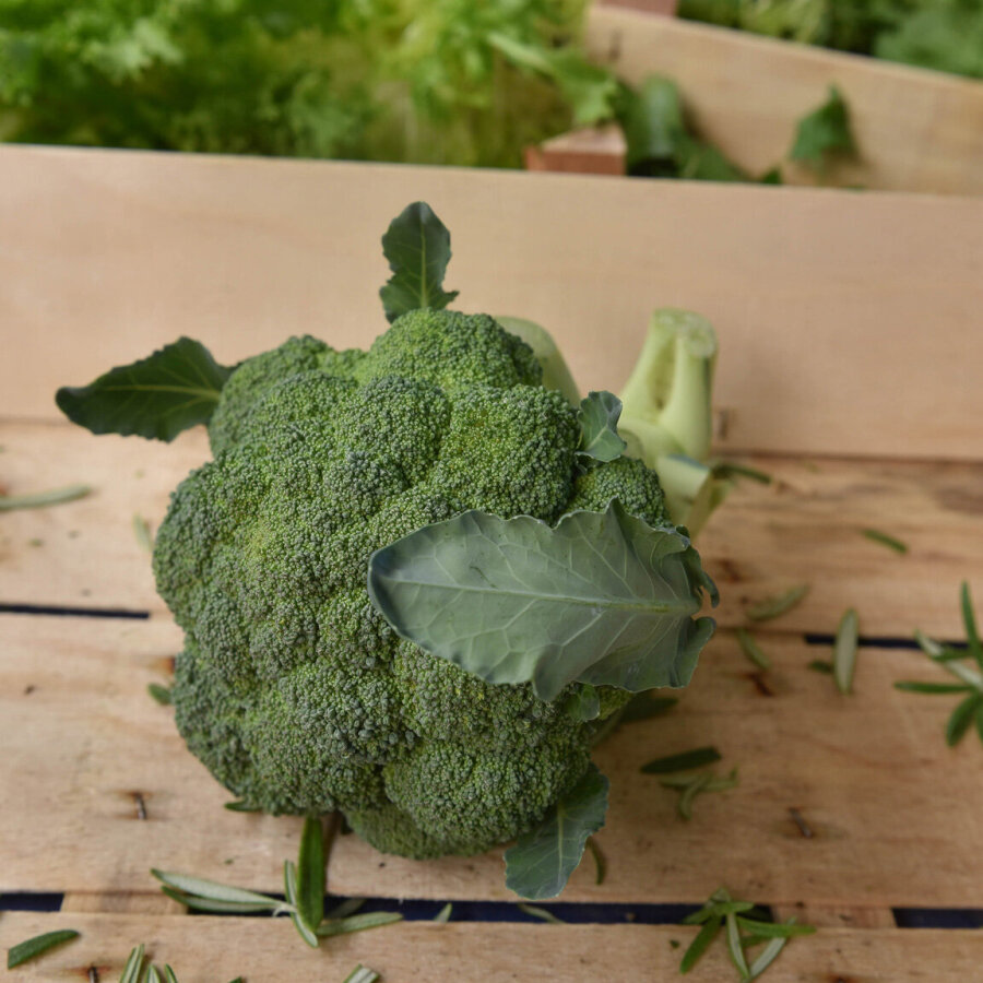 Frischekiste Brokkoli 1 Stück