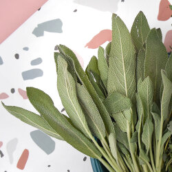 Frischekiste Salbei 200 g