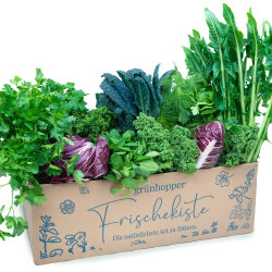 Frischekiste Best of Box 6 kg