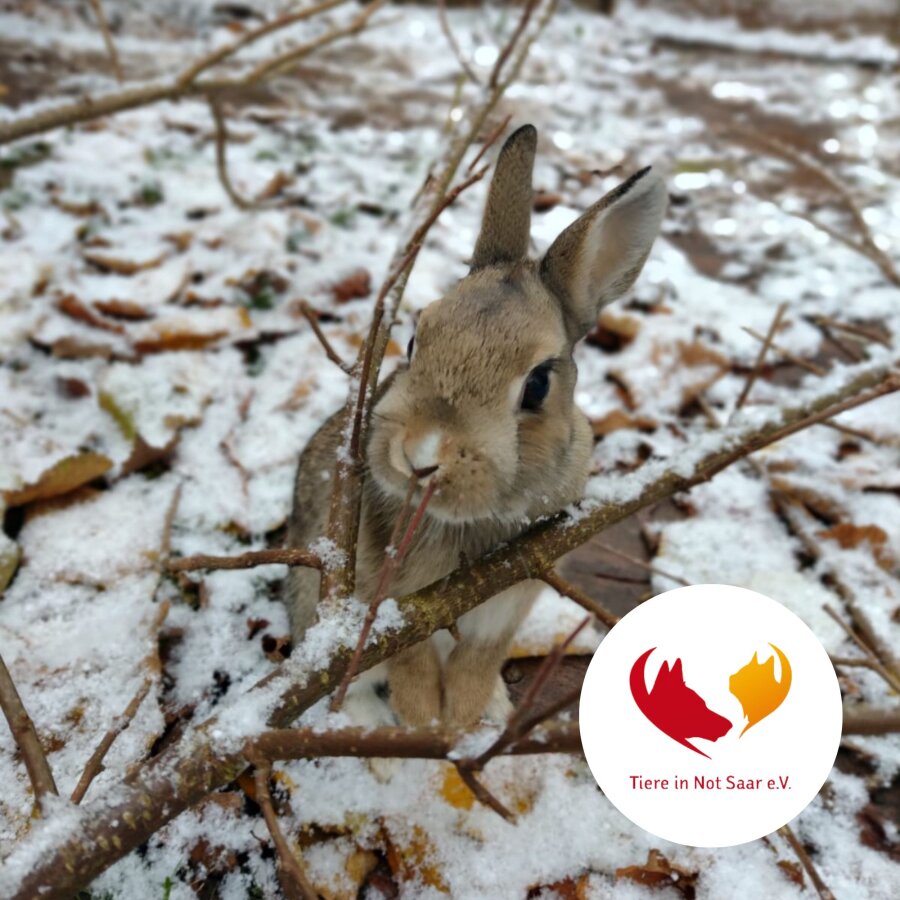 Spendenaktion - Tiere in Not Saar e.V.