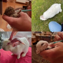 Spendenaktion - Tiere in Not Saar e.V.