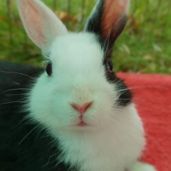 Spendenaktion - Tiere in Not Saar e.V.