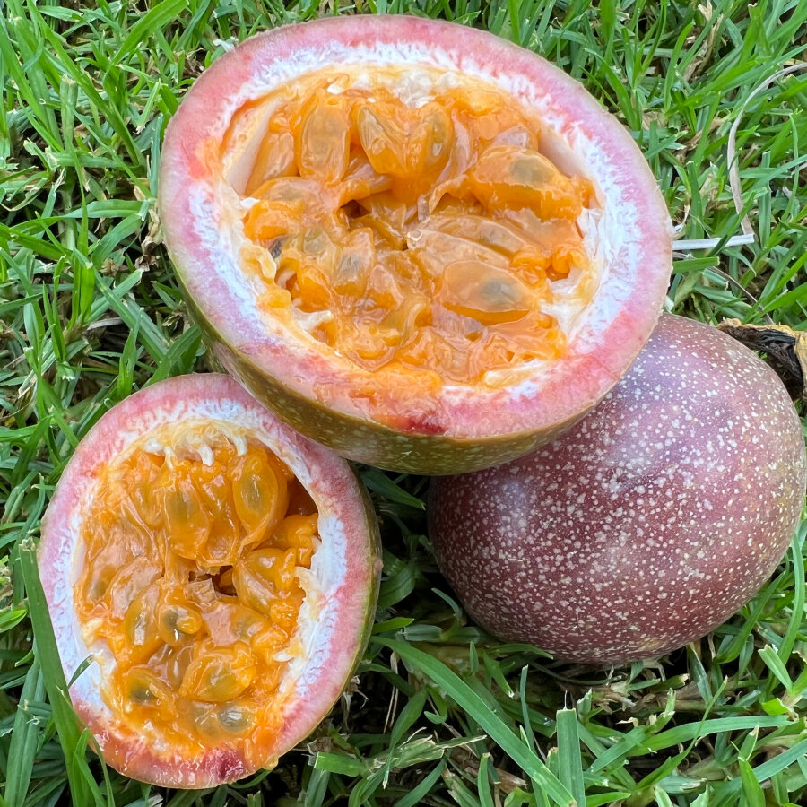 Frischekiste Passionsfrucht 1 Stück