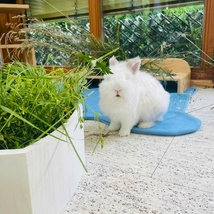 Frischfutterbehälter Herzchen