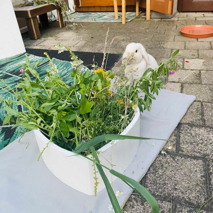 Frischfutterbehälter Herzchen