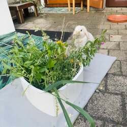 Frischfutterbehälter Herzchen