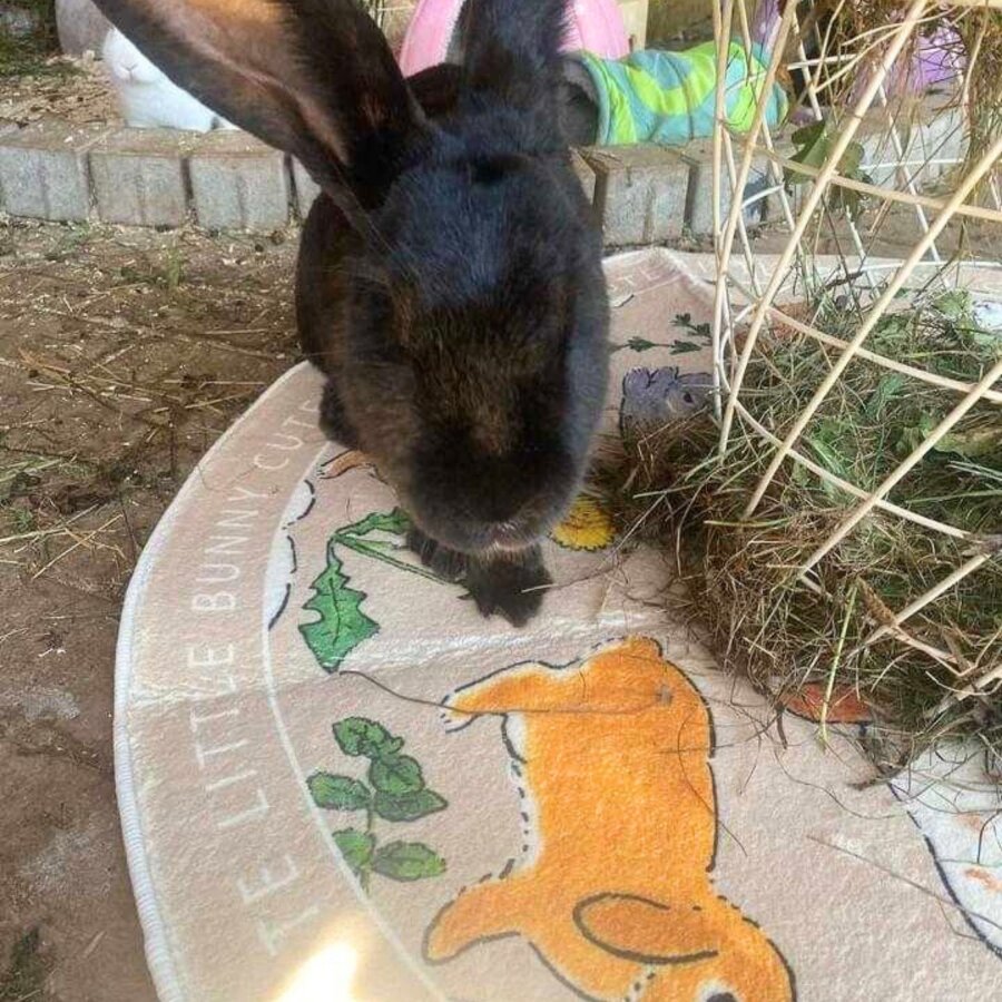 Teppich Cute little bunny