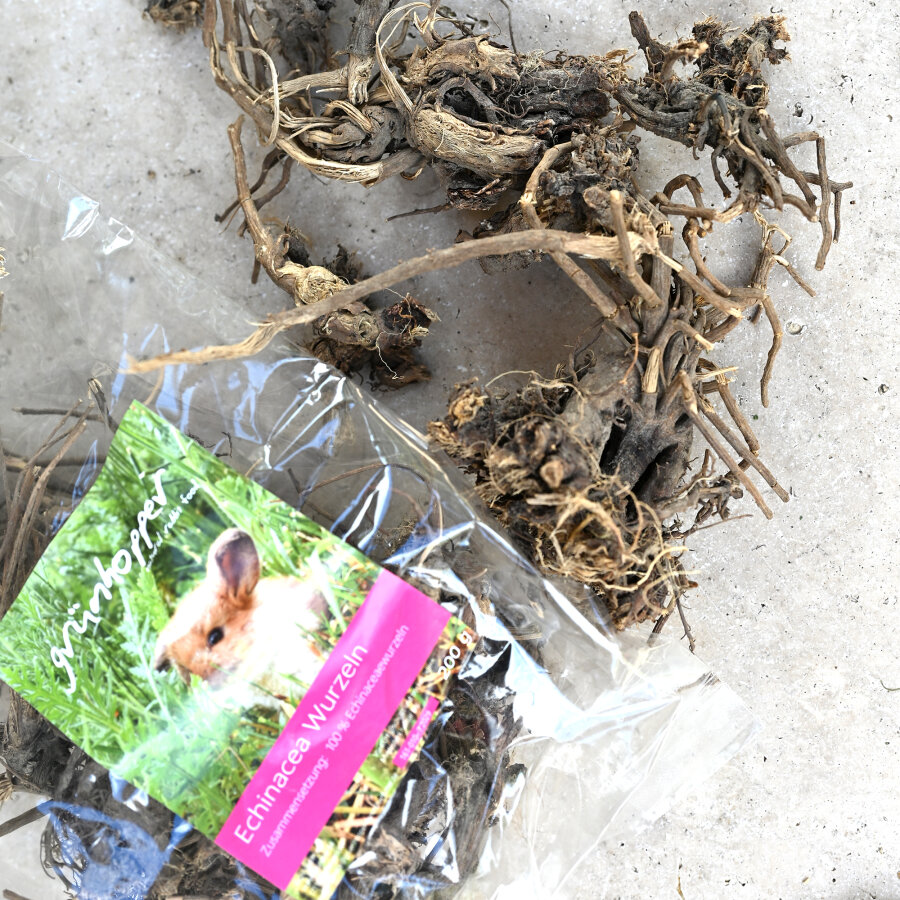 Échinacée Wurzeln