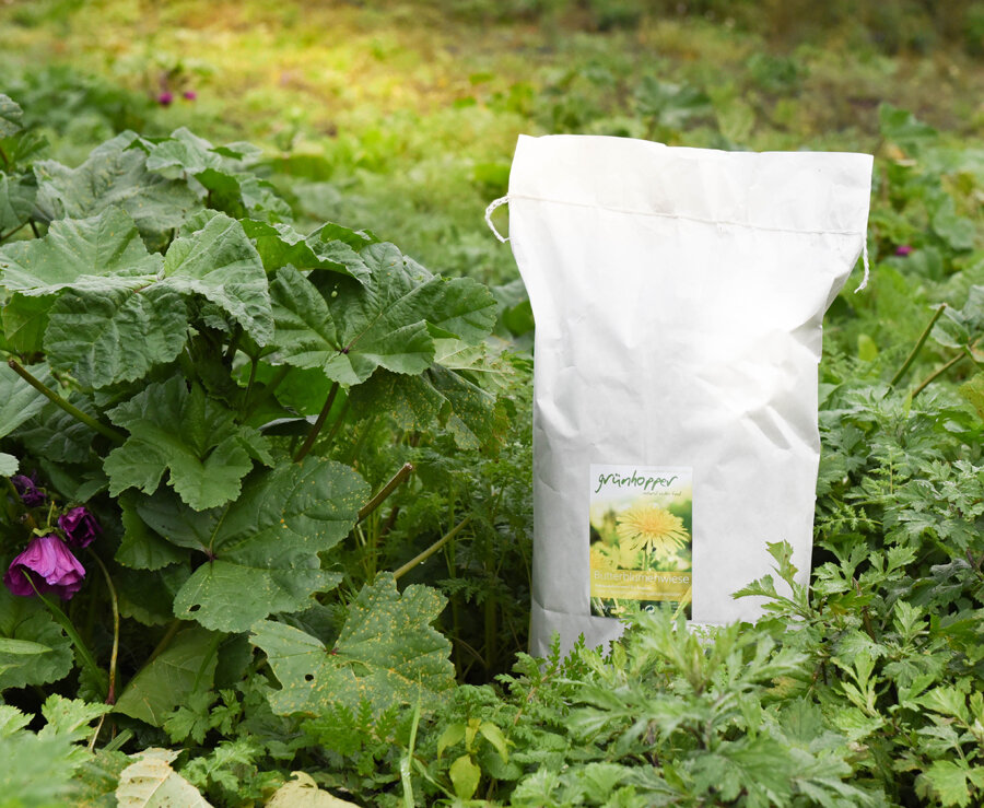 grünhopper Feuilles de pissenlit Prairie de boutons dor