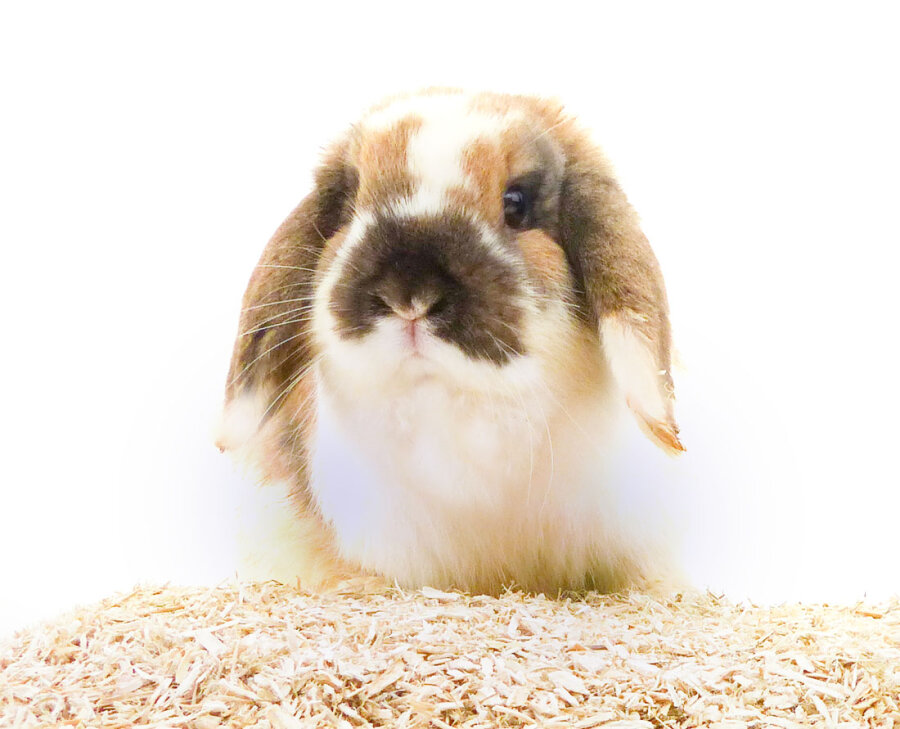 grünhopper Hanfstroh