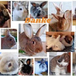 Spendenaktion - 85247 Bayern rockt-Kaninchenhilfe e.V.