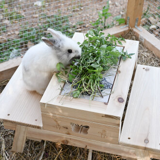 "Cool" Picknickbank butterfly