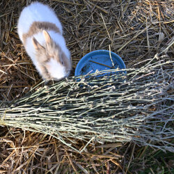 chicorée sauvagenstrauß