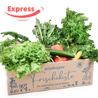 Expressfrische Meerschweinchen