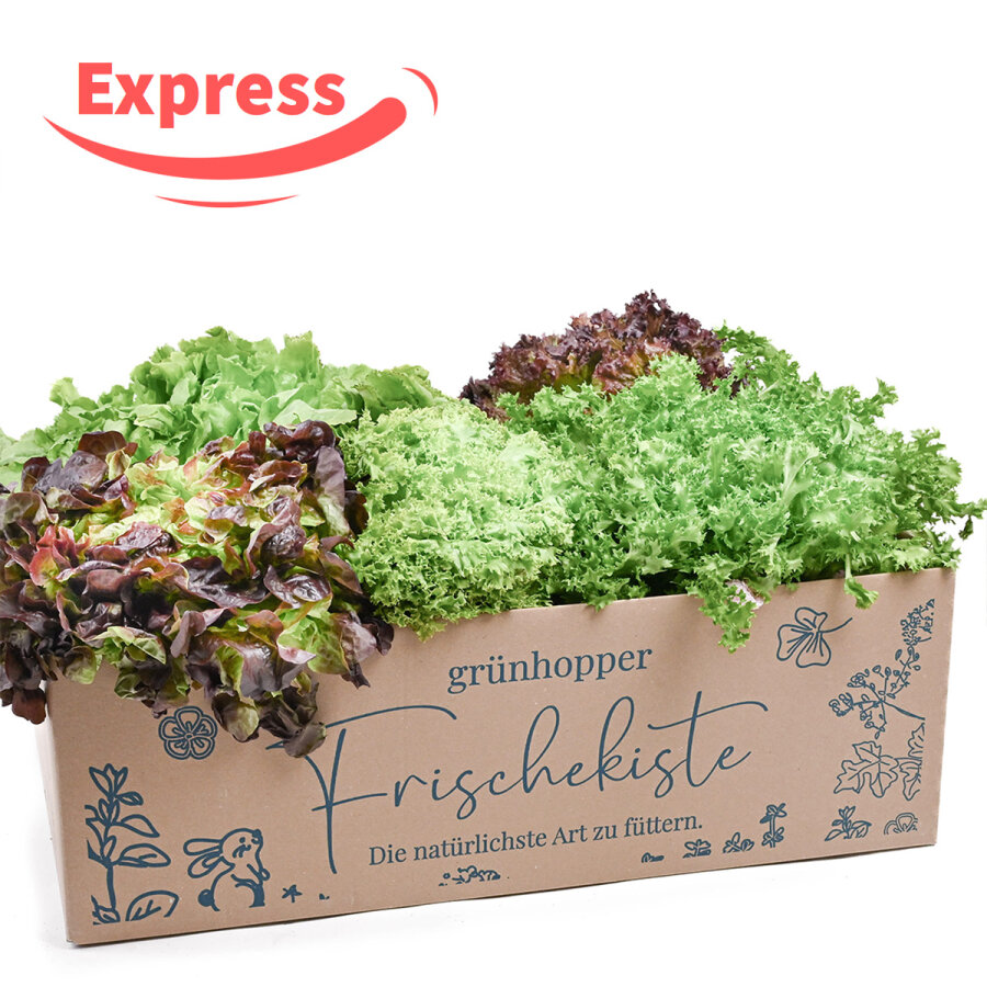 Expressfrische Salatbox 10 Stück
