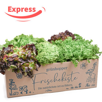 Expressfrische Salatbox 10 Stück
