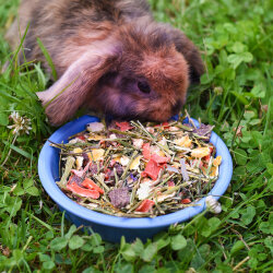 grünhopper Kraut & Rüben