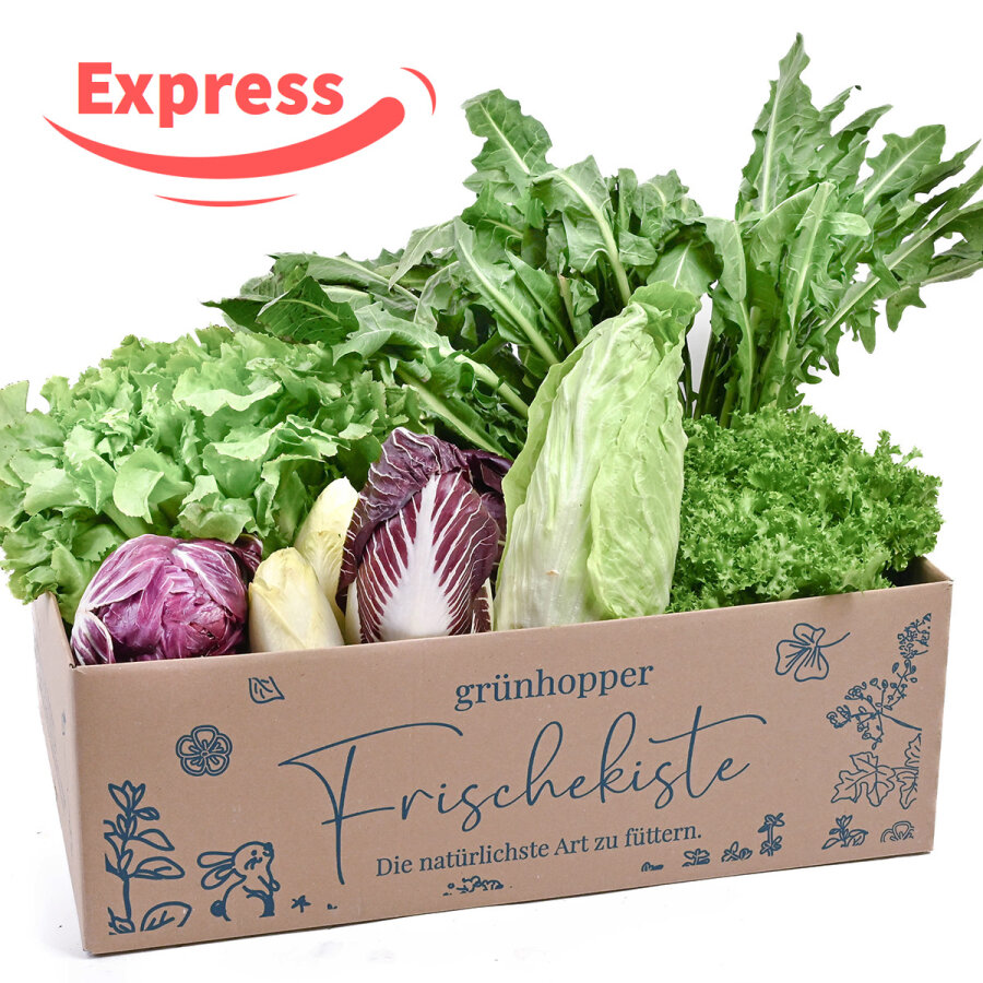 Expressfrische Bittersalatbox 6 kg