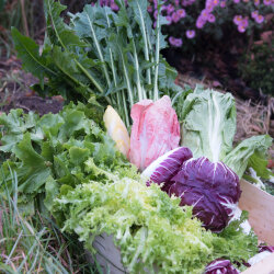 Expressfrische Bittersalatbox 6 kg