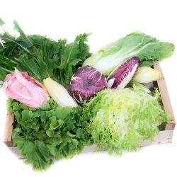 Expressfrische Bittersalatbox 6 kg