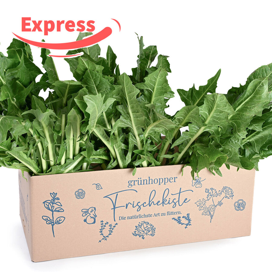 Expressfrische Löwenzahn
