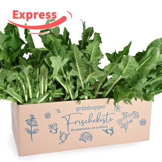 Expressfrische Löwenzahn