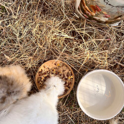 Hühnerglück Basisfutter