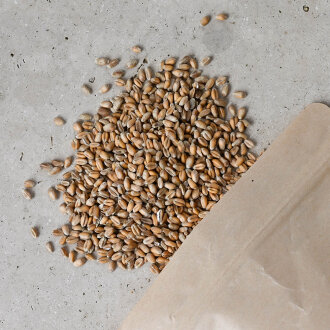 Weizensaat f&uuml;r wheat gras