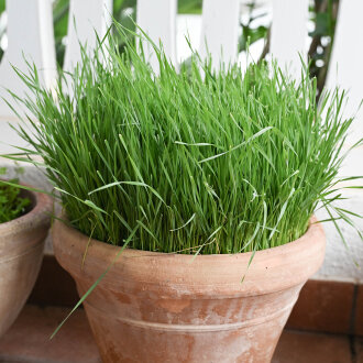 Weizensaat für wheat gras