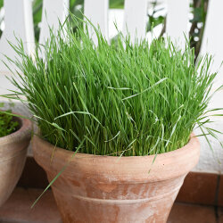 Weizensaat für wheat gras