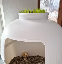 Weizensaat für wheat gras