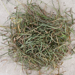 Premium Timothy Heu 1. Schnitt