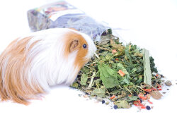 grünhopper guinea pig