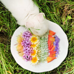 grünhopper Flocons de pois